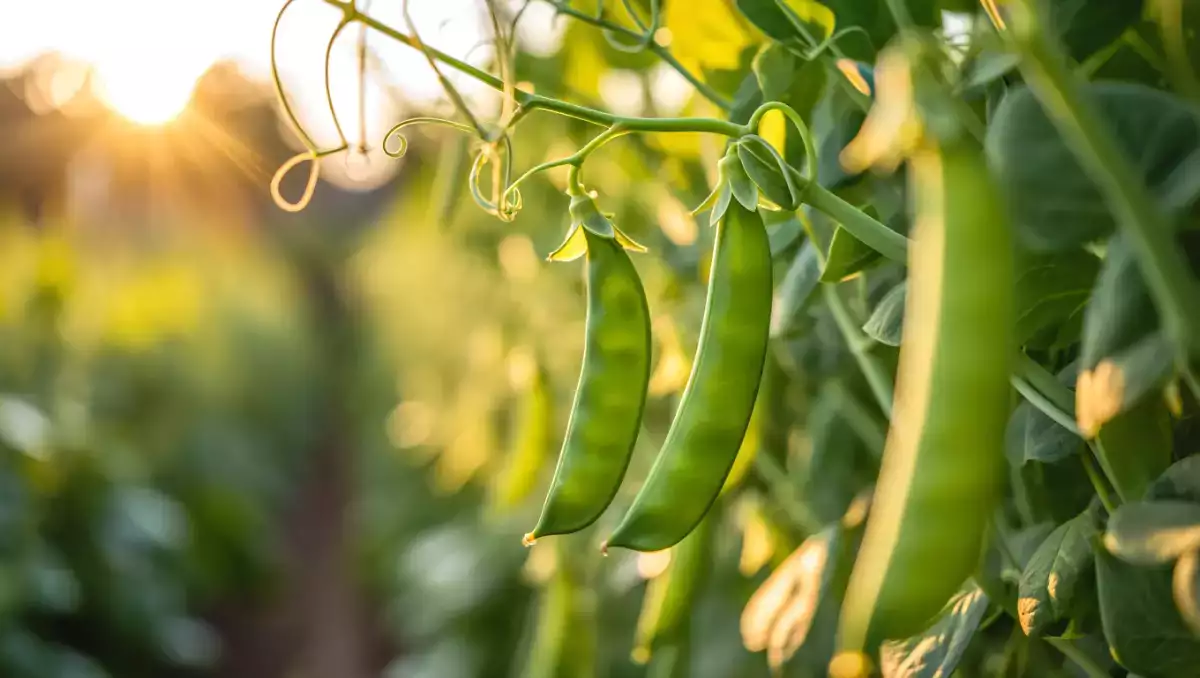 Como cozinhar ervilhas com facilidade? Todas as dicas que você precisa para mantê-las crocantes e saborosas