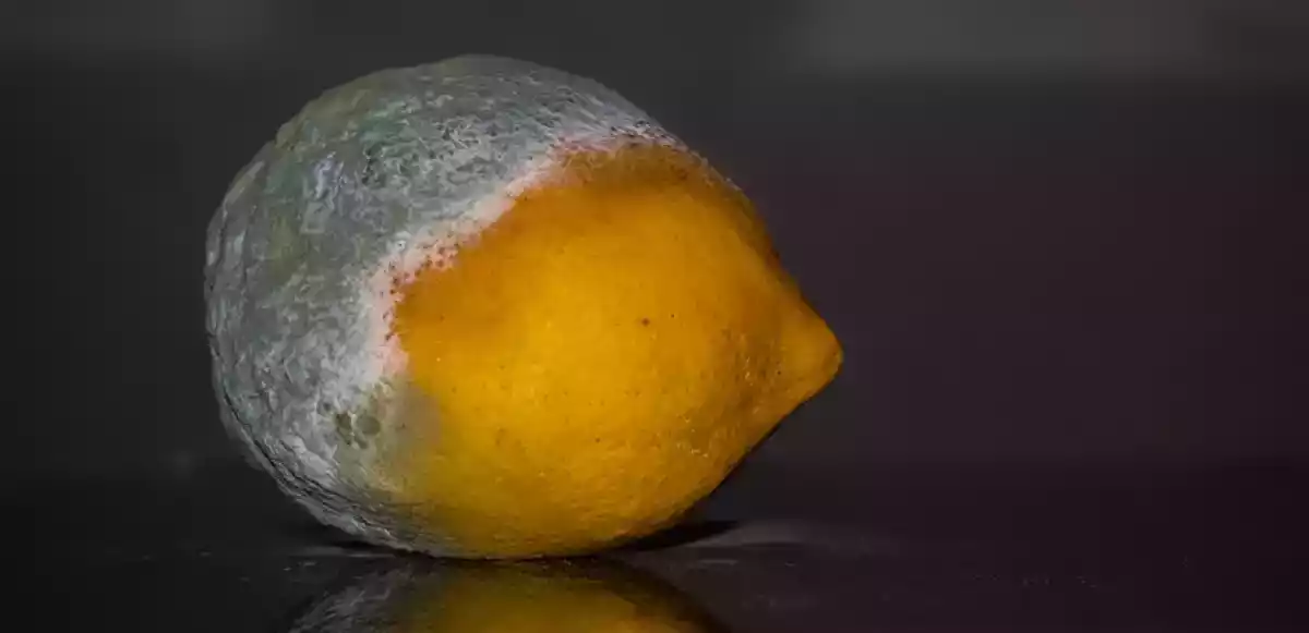 21 Alimentos para nunca guardar na geladeira