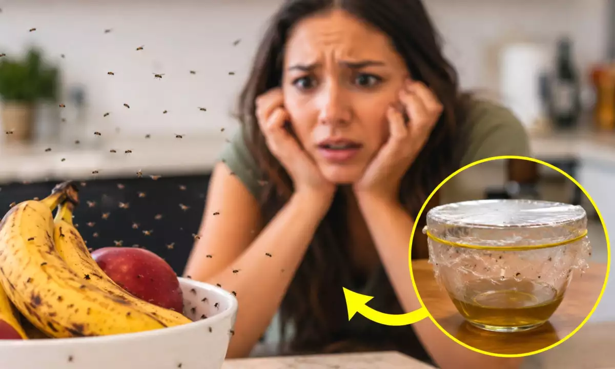 Acabe com mosquitos na cozinha em apenas uma noite com este remédio natural — sem sprays químicos