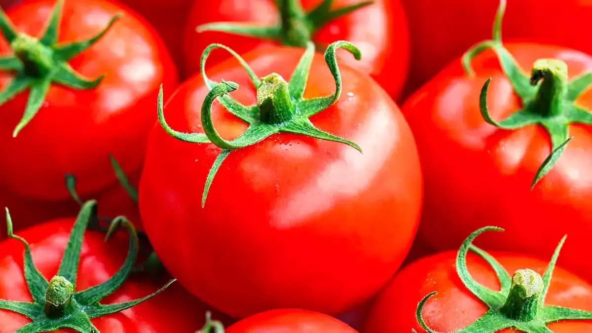 O truque simples para que os tomates não amadureçam antes da hora