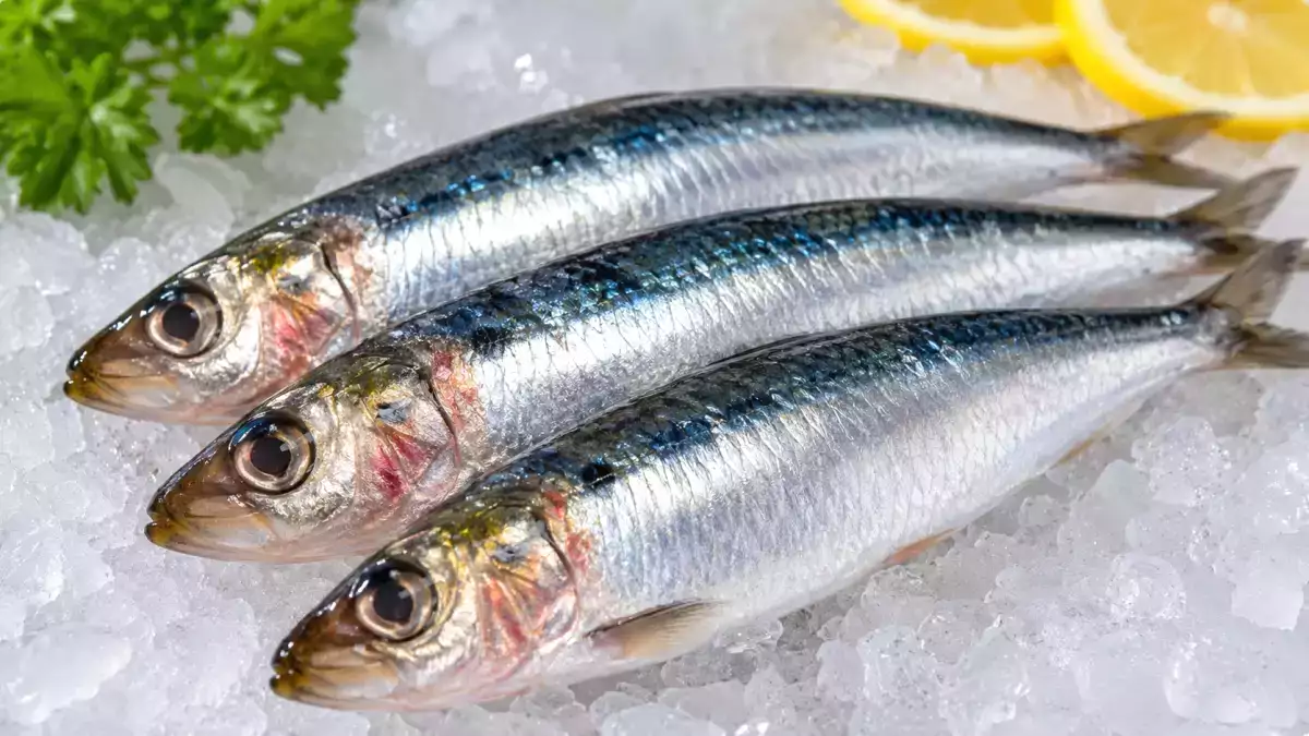 Como identificar uma sardinha que não está boa? Os sinais que nunca deve ignorar