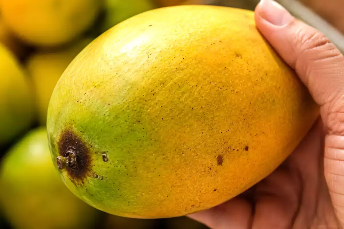 Quase todo mundo escolhe manga do jeito errado no mercado e só percebe o erro quando chega em casa