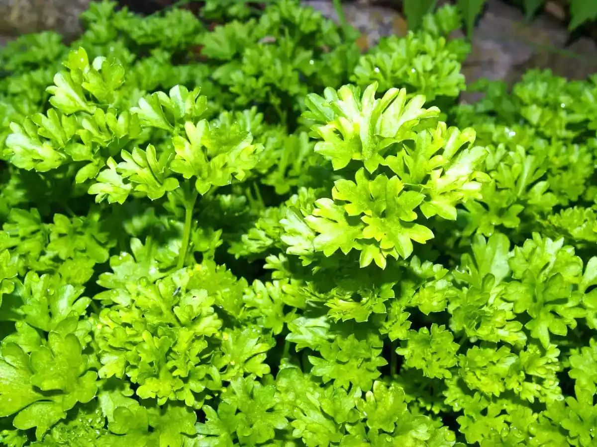 A dica infalível para tirar folhas das suas ervas aromáticas com muita facilidade!
