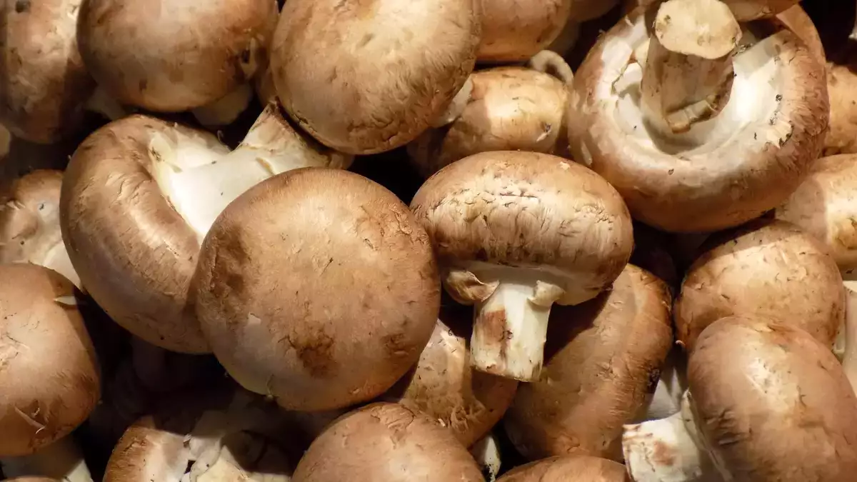 A simples mudança no modo de armazenamento que mantém os cogumelos mais frescos