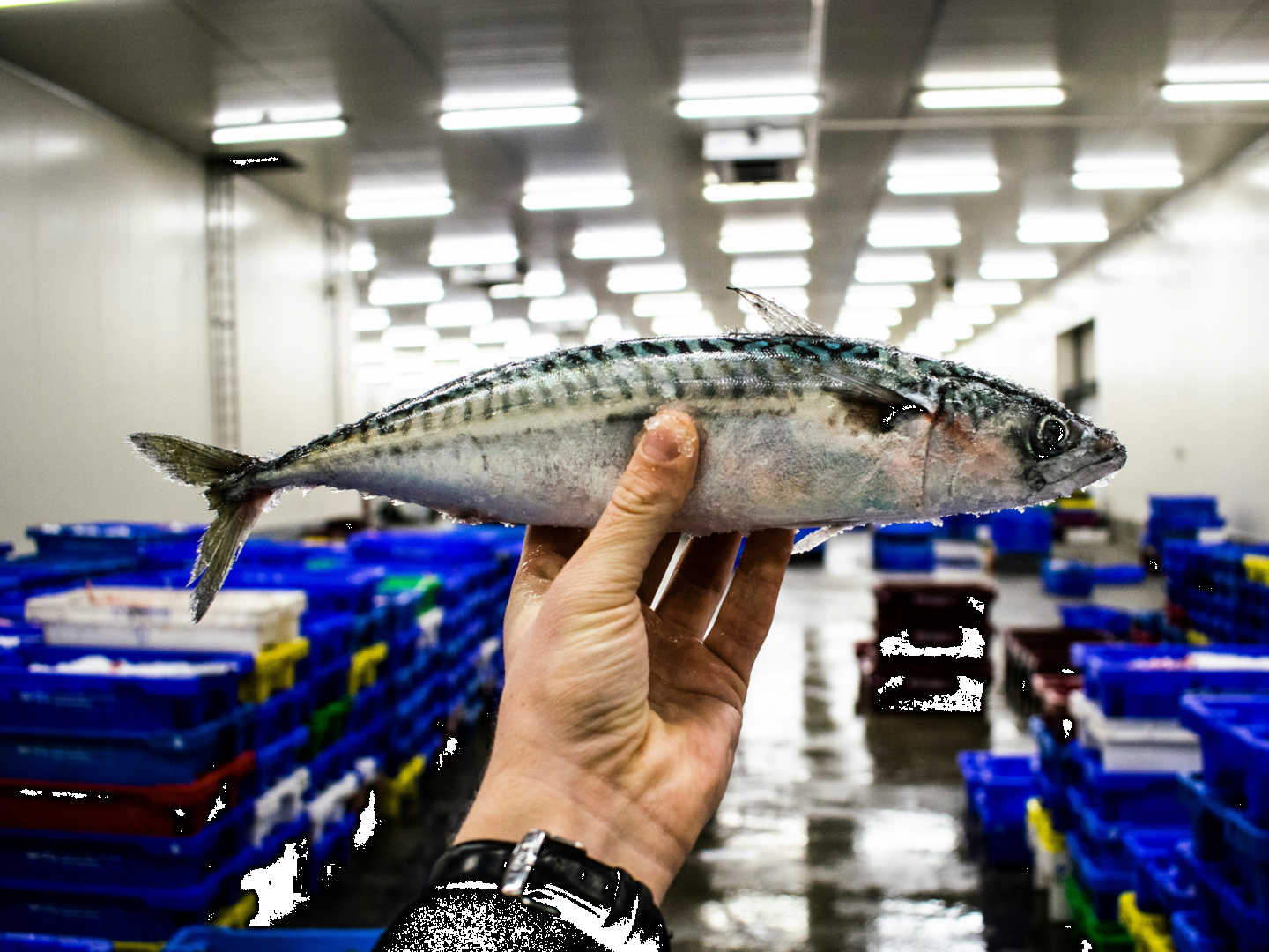 Como saber se um peixe está fresco? 5 chaves para nunca errar