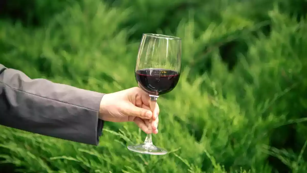 Vinho vegano: o que é, como é produzido e por que está conquistando cada vez mais consumidores?