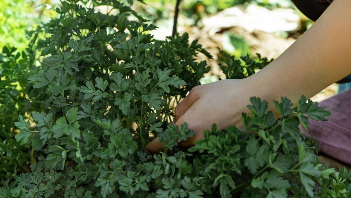 Aprenda a plantar salsa em casa e tenha tempero fresco o ano todo!