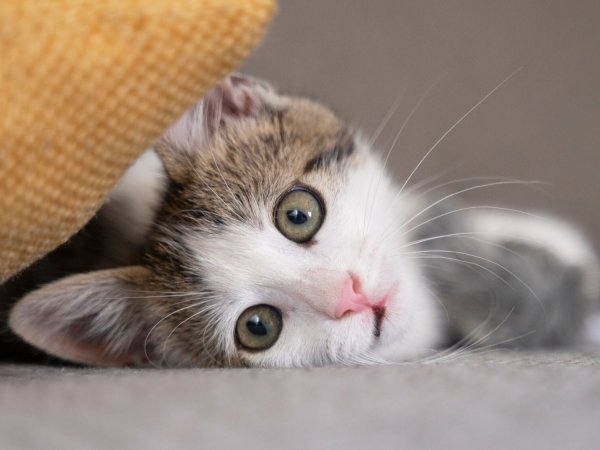 Por que você nunca deve dar leite ao seu gato: Entenda o risco