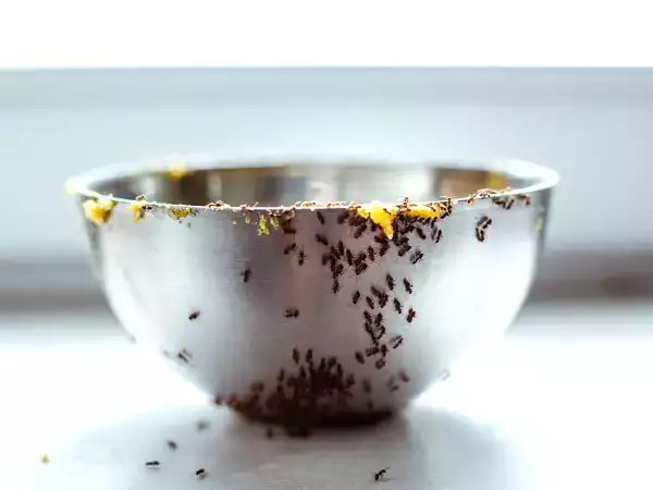 Segredos de vovó: dicas simples e eficazes para dizer adeus às formigas e proteger sua cozinha