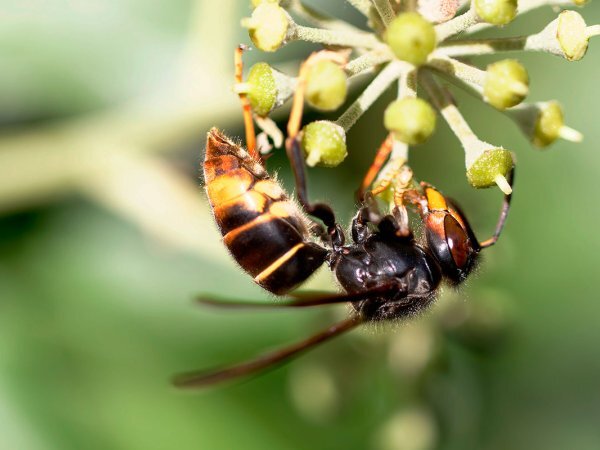 Para eliminar vespas asiáticas, este ingrediente natural do armário seria extremamente eficaz