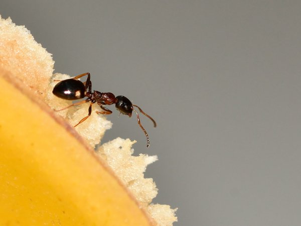 As cascas de banana podem afastar as formigas veja como usá-las naturalmente