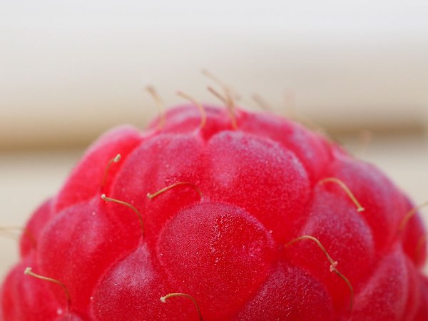 Para que servem os pequenos pelos nas framboesas? Aqui está a verdadeira função e é surpreendente