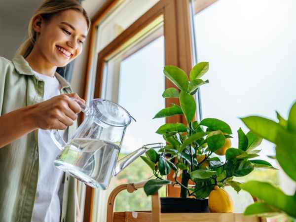 Como plantar e cuidar de um limoeiro em casa (mesmo em apartamento!)