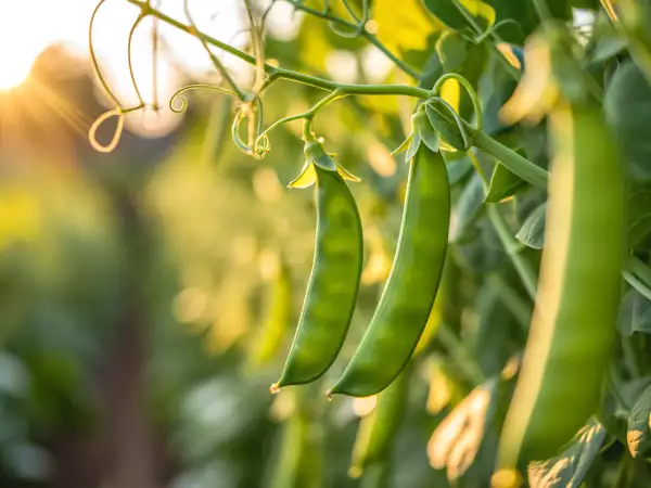 Como cozinhar ervilhas com facilidade? Todas as dicas que você precisa para mantê-las crocantes e saborosas