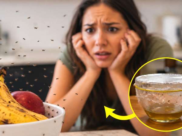 Acabe com mosquitos na cozinha em apenas uma noite com este remédio natural — sem sprays químicos