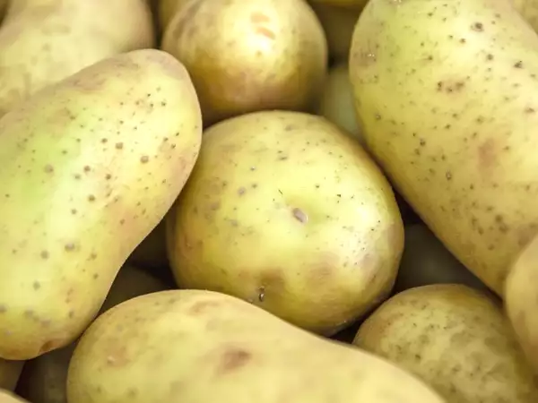 Você acha que é só descascar e pronto? O que ninguém te contou sobre a batata esverdeada na sua cozinha