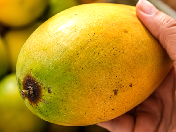 Quase todo mundo escolhe manga do jeito errado no mercado e só percebe o erro quando chega em casa