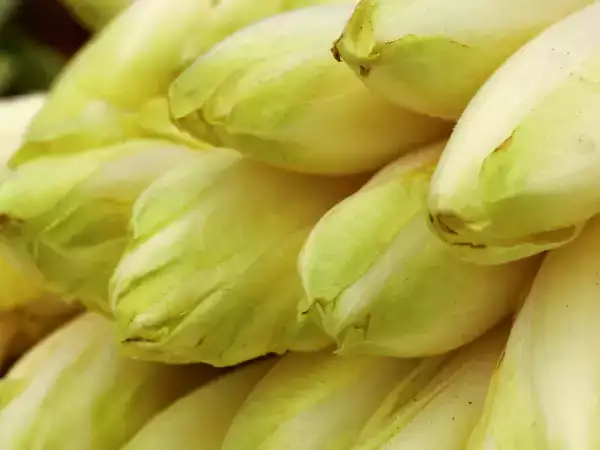 Como evitar que as endívias soltem toda a água no gratinado