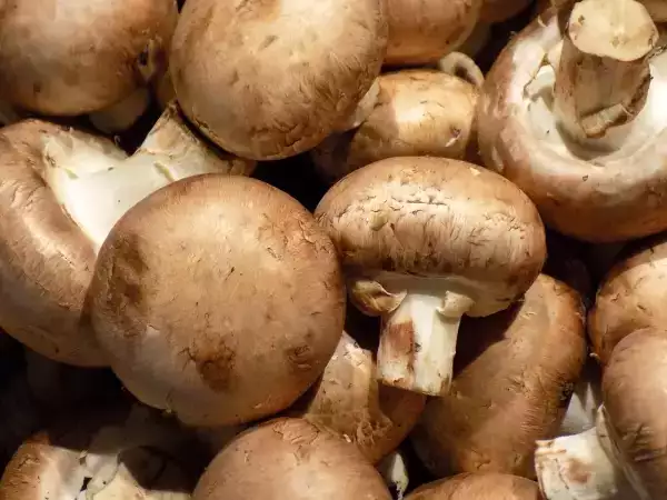 A simples mudança no modo de armazenamento que mantém os cogumelos mais frescos