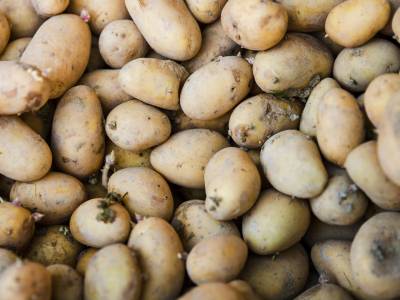 Batatas germinadas: É perigoso comê-las?