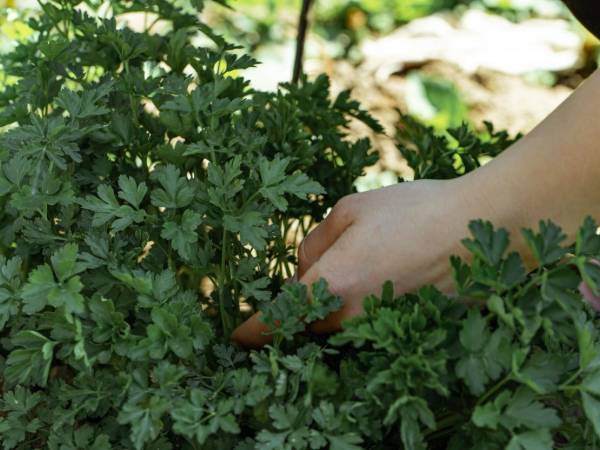 Aprenda a plantar salsa em casa e tenha tempero fresco o ano todo!