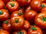 Artigos: Tomates durando mais? Veja 5 dicas que realmente funcionam