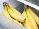 Artigos: Veja como manter suas bananas frescas por mais tempo sem geladeira nem cesta, graças a esta dica simples
