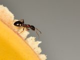 Artigos: As cascas de banana podem afastar as formigas veja como usá-las naturalmente