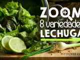 Artigos: Zoom en 8 variedades de lechuga