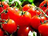 Artigos: Zoom sur 6 variétés de tomates