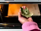 Artigos: The bay leaf, the forgotten trick to keep an oven spotless without effort
