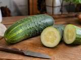 Artigos: Como identificar um pepino que não está bom? Os sinais que você deve observar antes de comprar