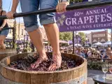 Artigos: GrapeFest turns 40 Thursday: plan Texas wines, tastings and grape stomping first
