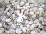 Receita Caracois