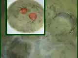 Receita Caldo verde para toda a gente :)
