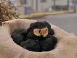 Receita Trufas negras - festival na itália