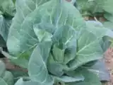 Receita Couves salteadas