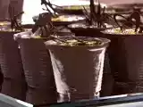 Receita Copinhos de chocolate
