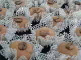 Receita Brigaccino - brigadeiro de capuccino (carol emboava)