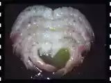 Receita Arroz com frutos do mar na panela de barro