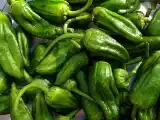 Receita Pimentos padrón