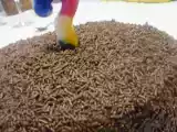 Receita Bolo formiguinha