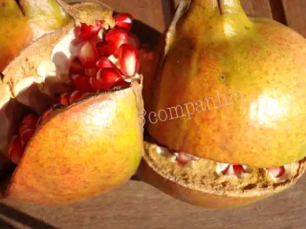Receita Gelado de romãs (ju)