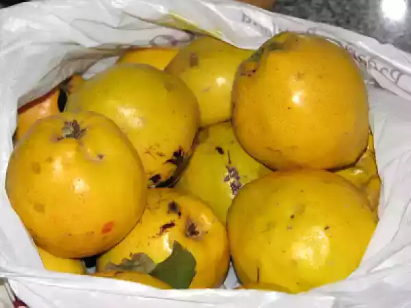 Receita Em época de marmelos marmelada...
