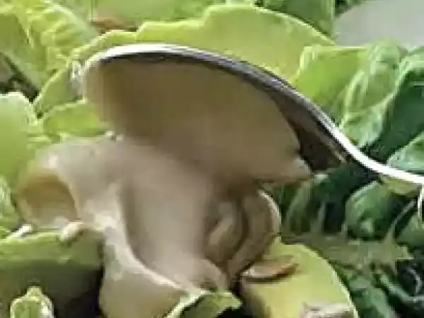 Receita Salada crocante de alface e abacate com molho de maionese