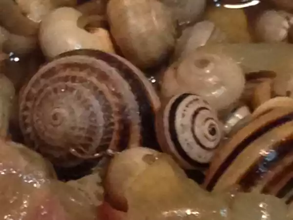 Receita Caracóis com tempero !