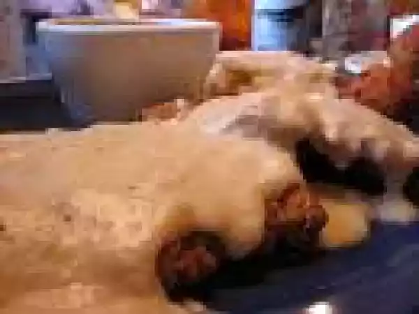 Receita Peitos de frango com molho tropical