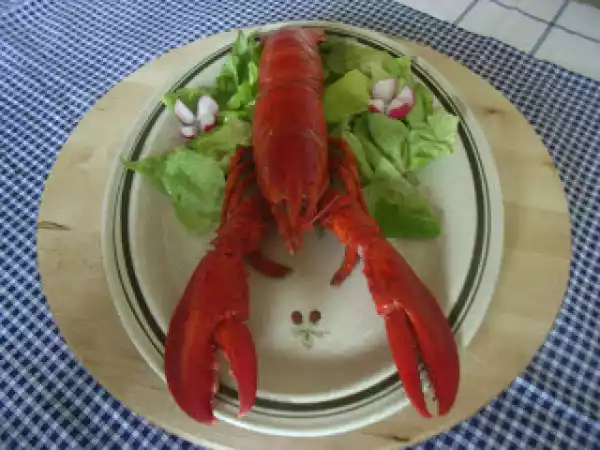 Receita Lagosta cozida.