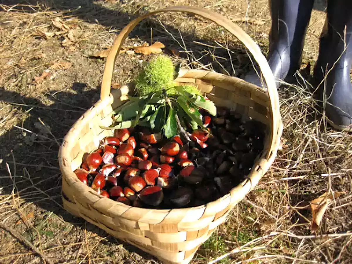 APANHA E TARTE DE CASTANHAS