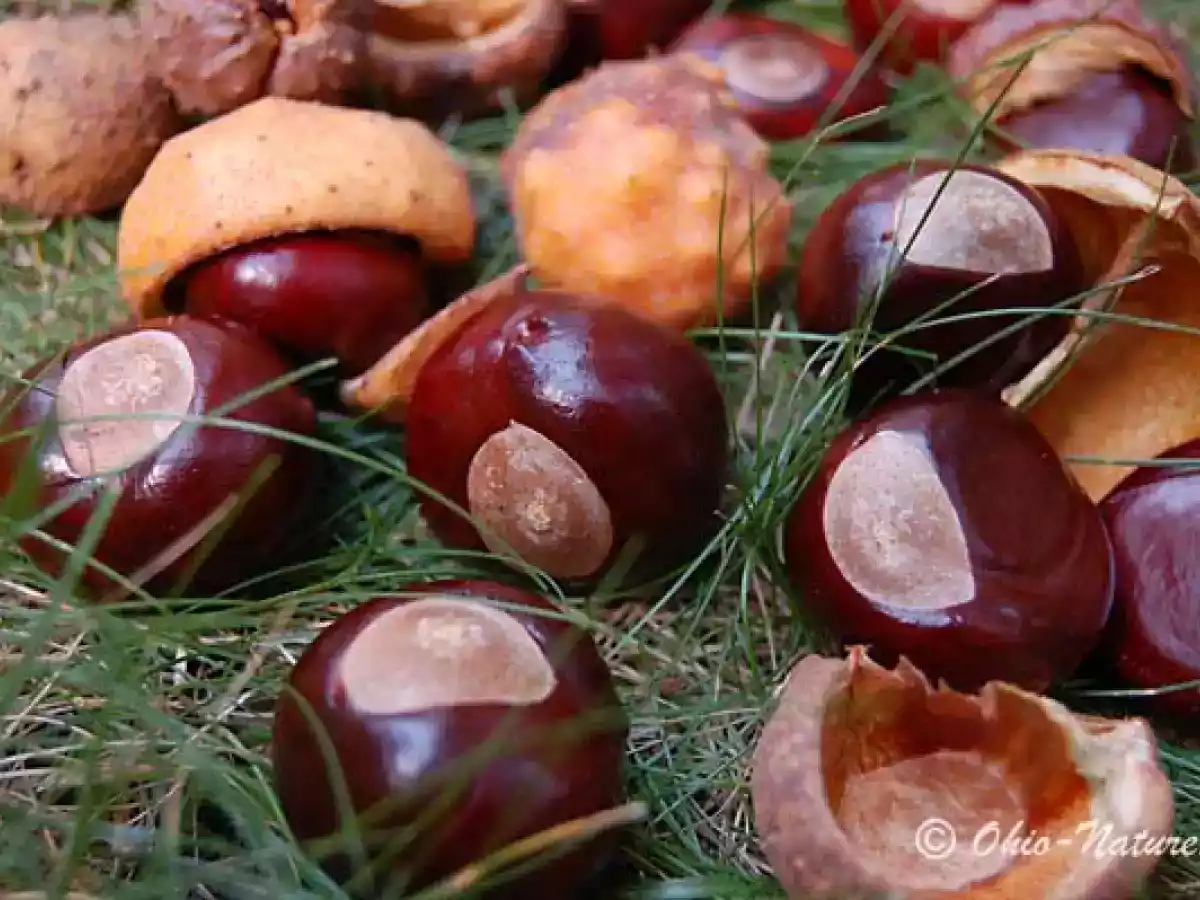 Buckeyes - Bombons de Pasta de Amendoim - foto 2